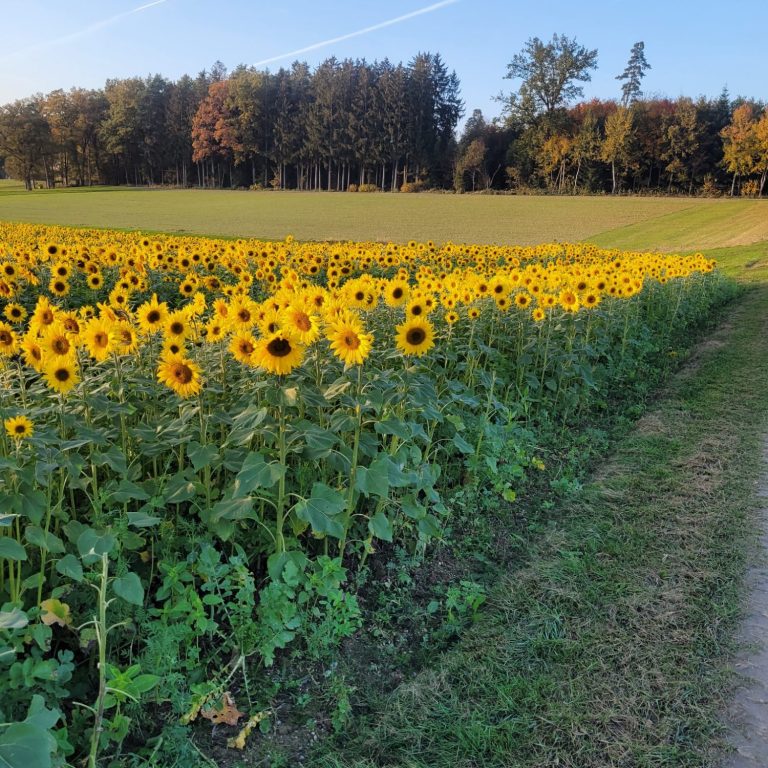 sonnige-erholung